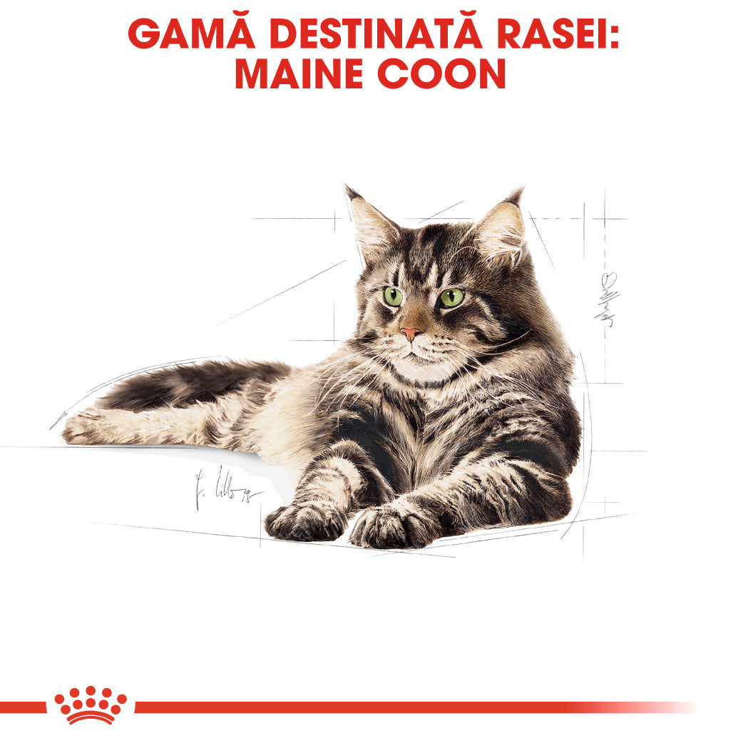 Royal Canin Maine Coon Adult