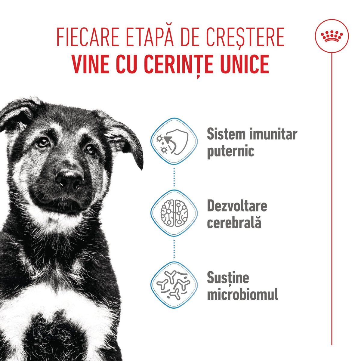 Royal Canin Maxi Puppy