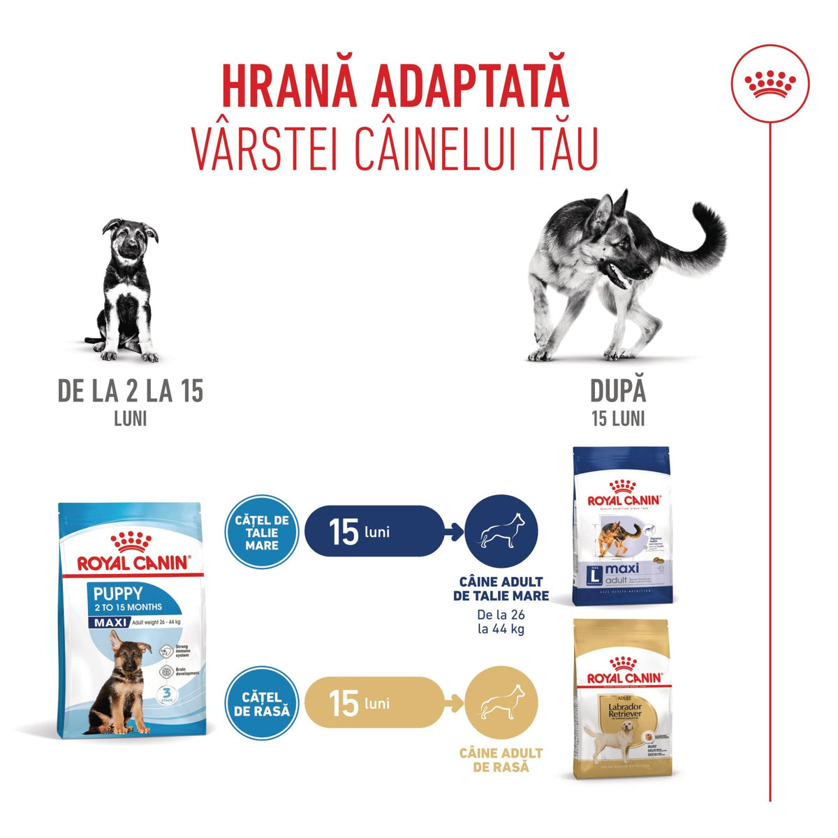 Royal Canin Maxi Puppy
