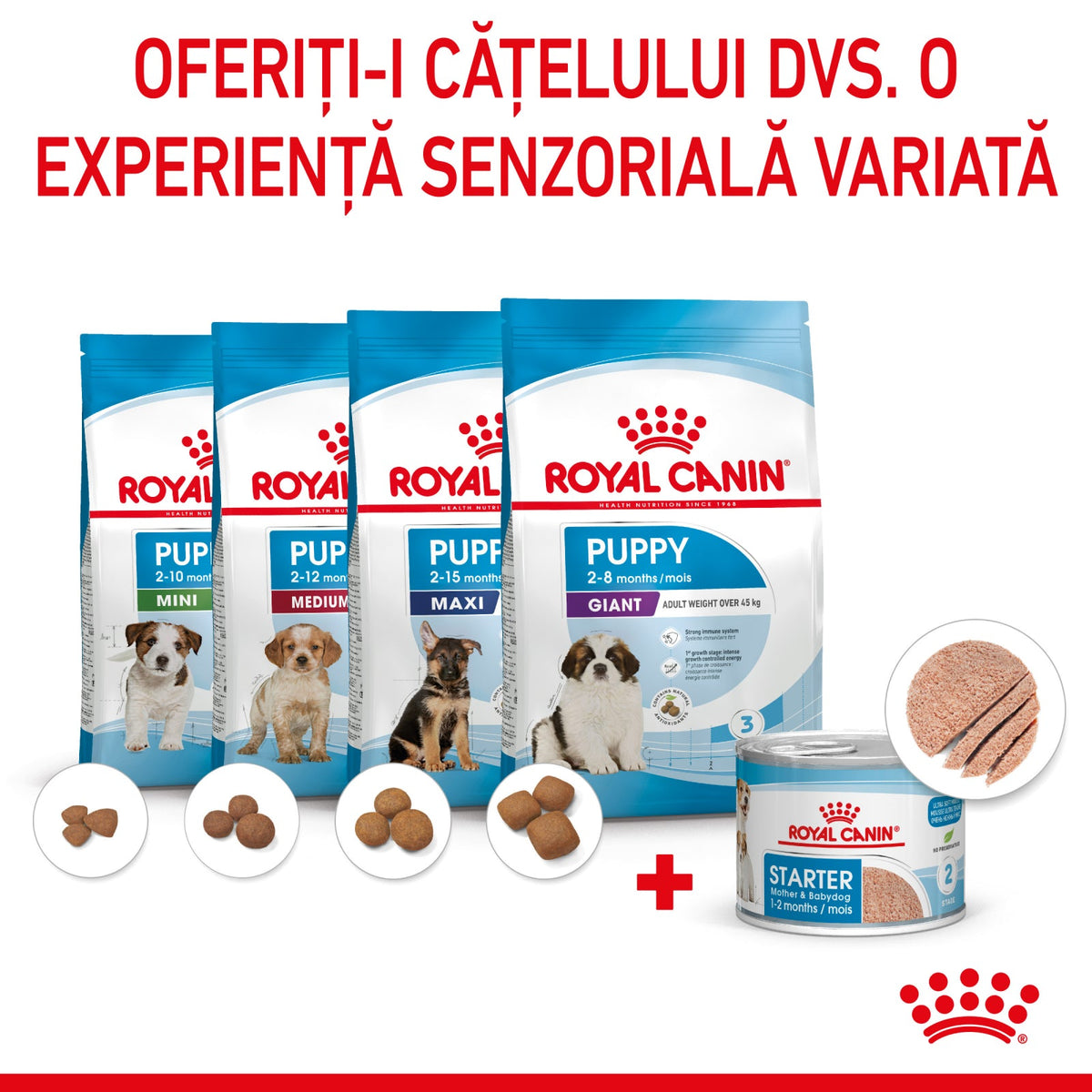 Royal Canin Starter Mousse Conserva