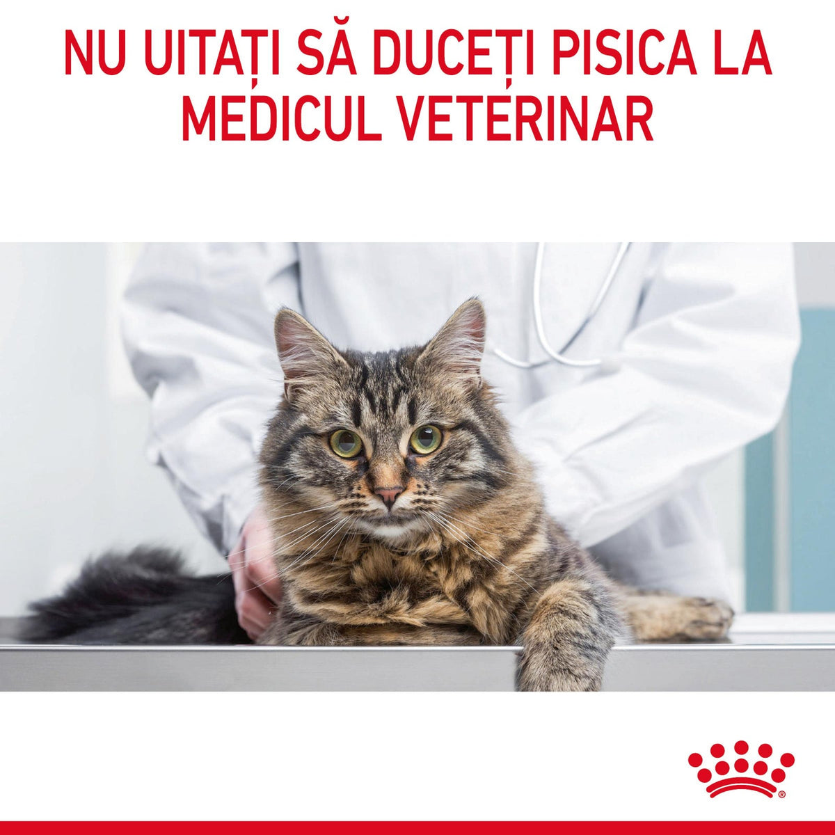 Royal Canin – recomandare de consult veterinar pentru pisici