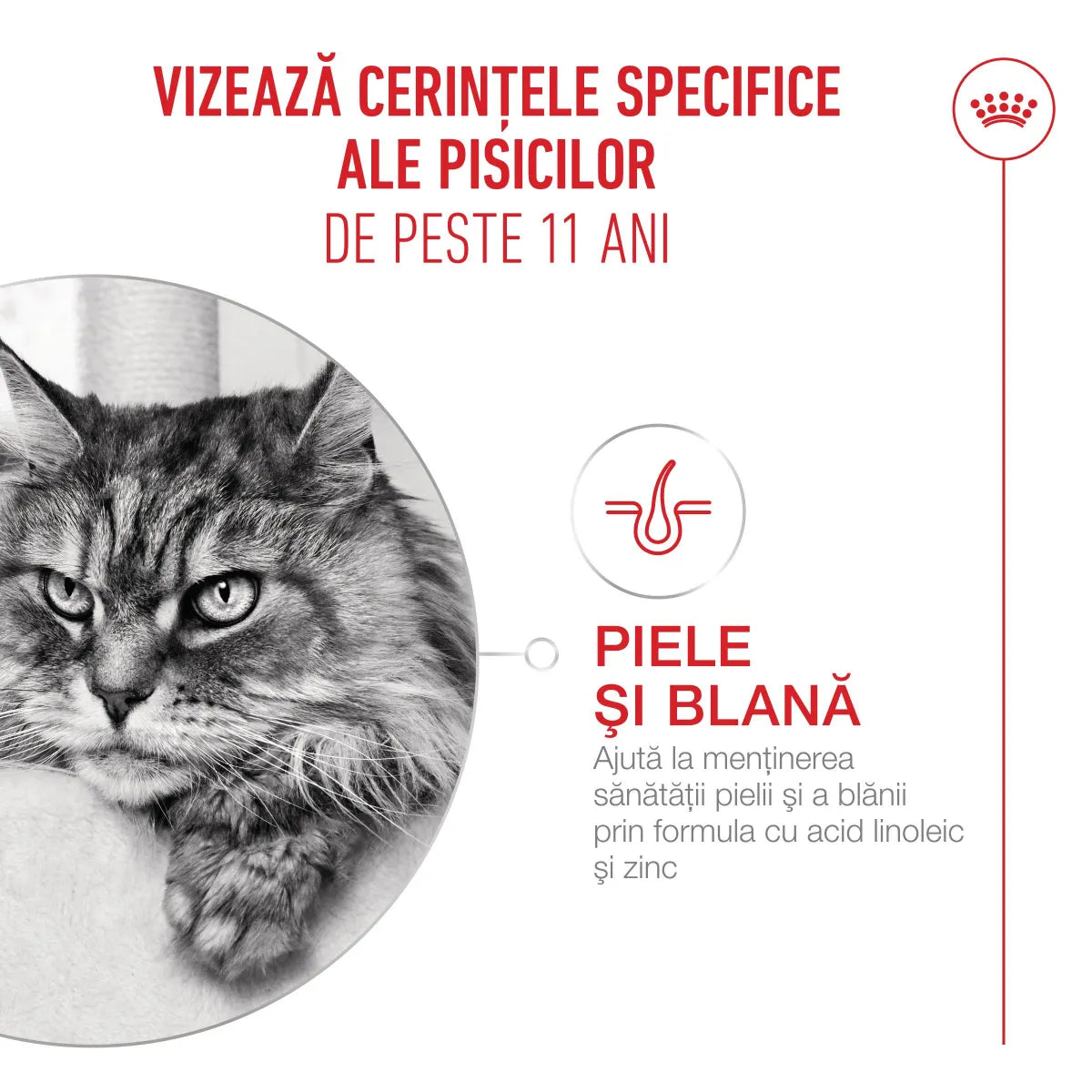 Royal Canin Ageing +11 Plic 85 G