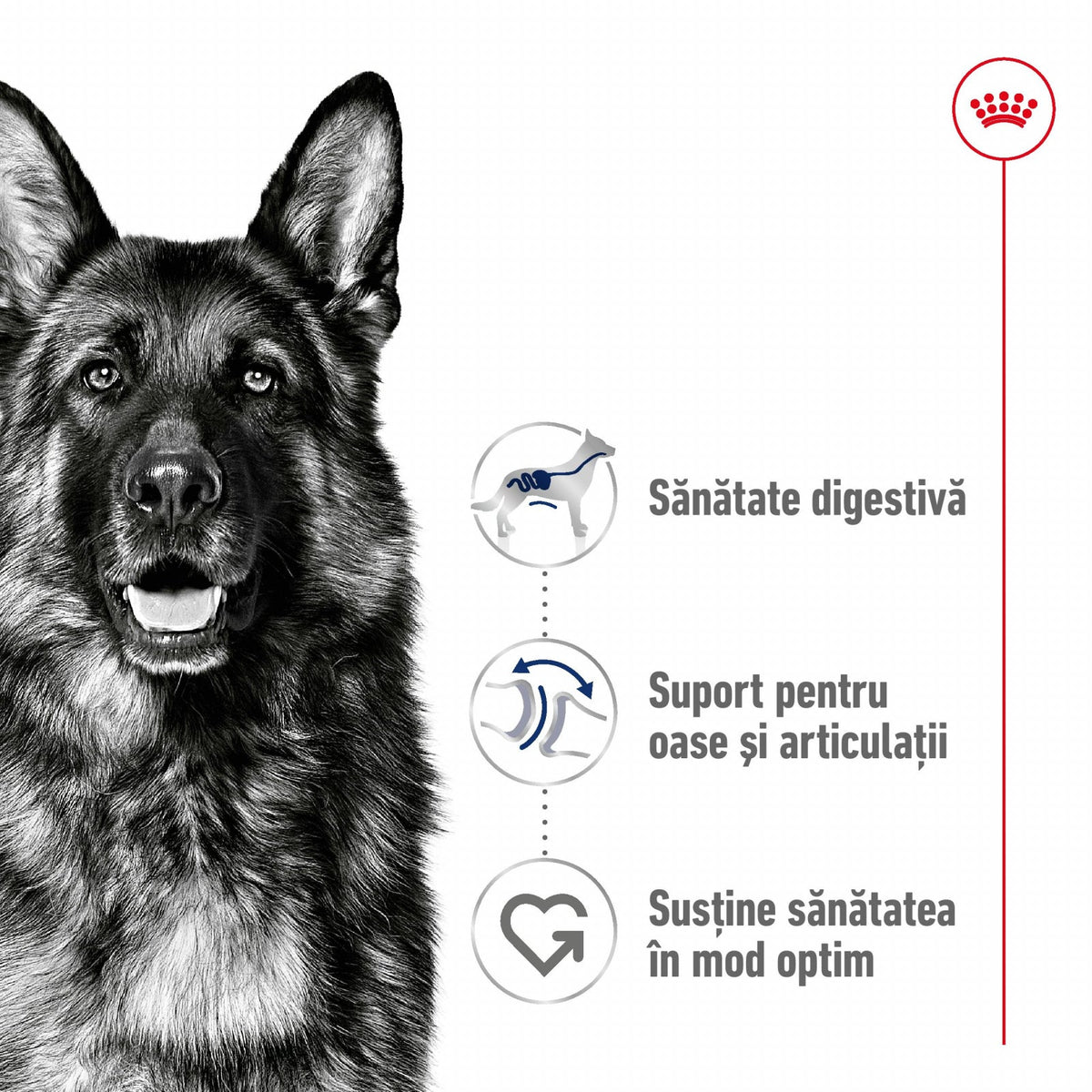 Royal Canin Maxi Adult
