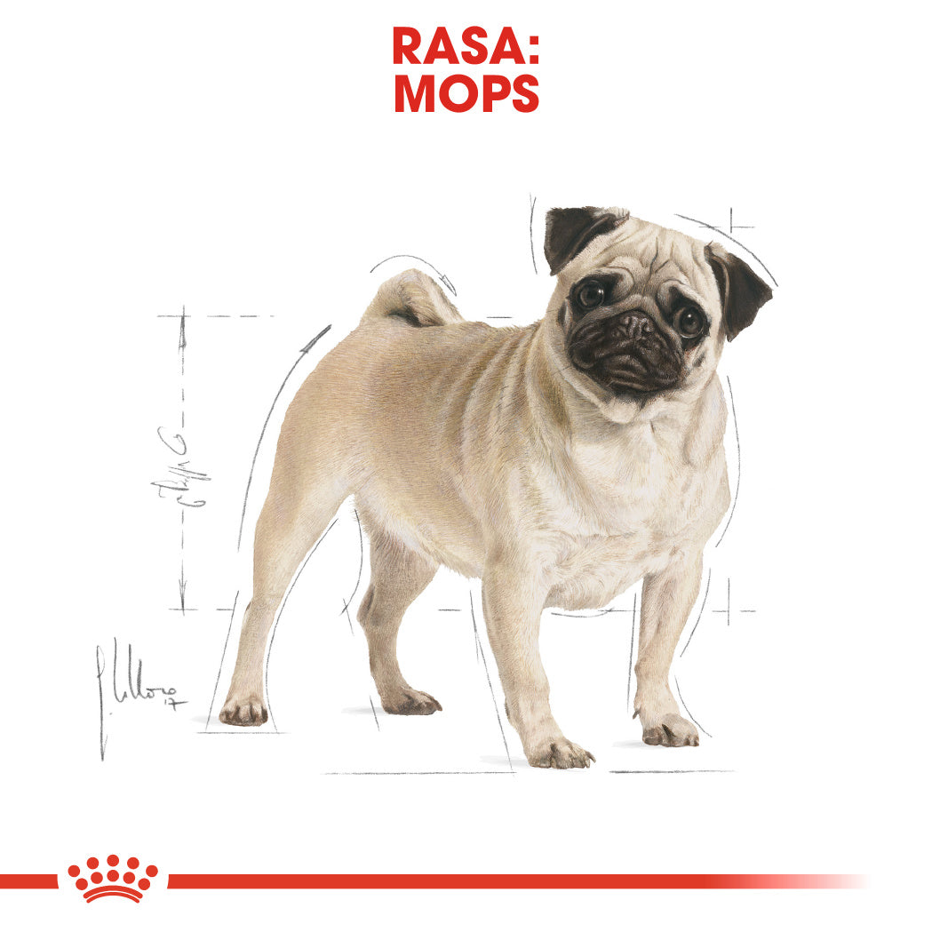 Royal Canin Pug Adult