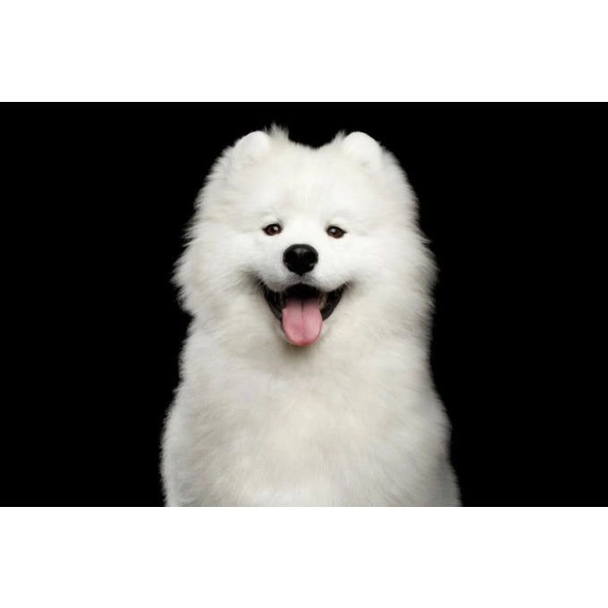 Superior Care White Dogs Snacks Oral Care cu Insecte 150 Gr