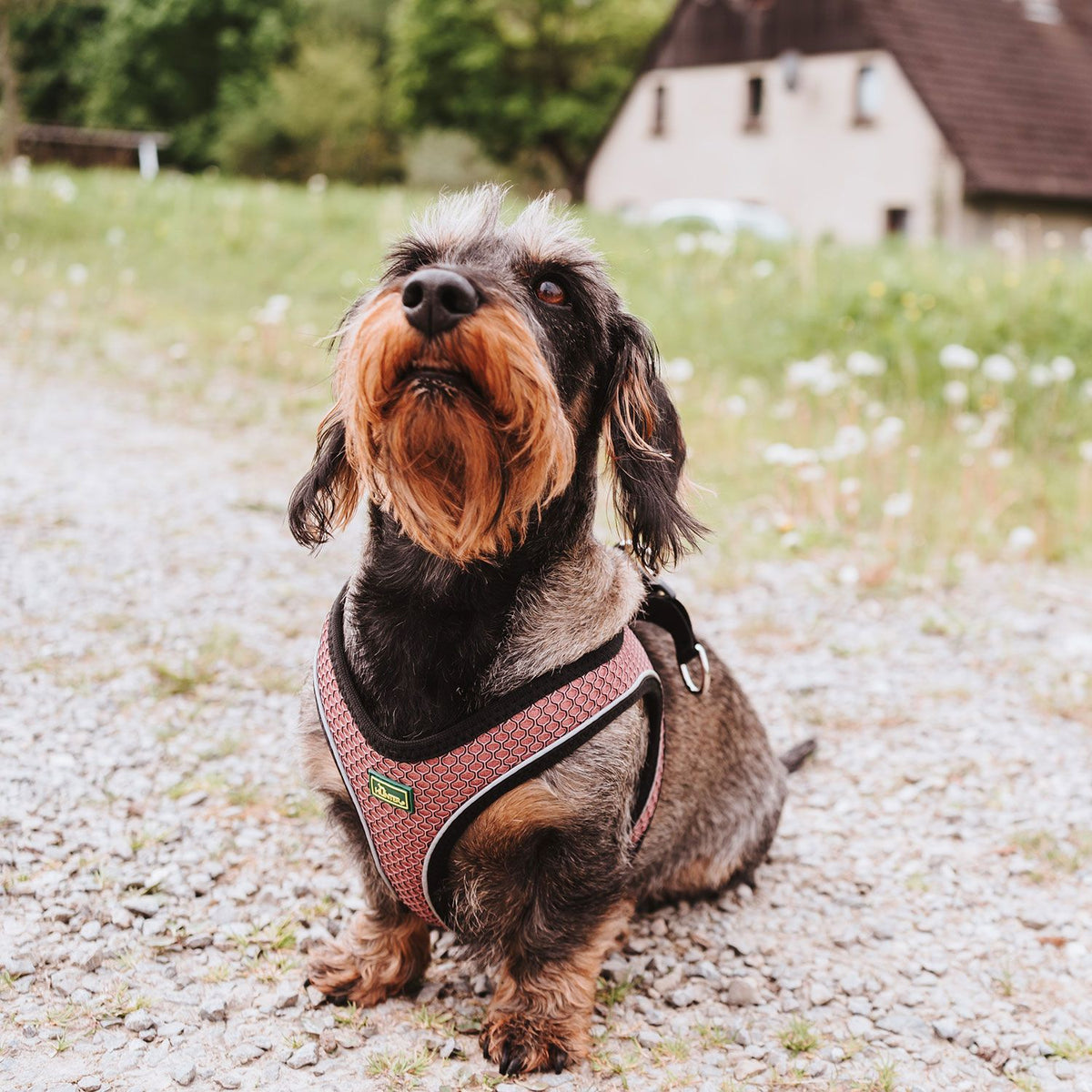 Hunter Ham Hilo Confort S-M