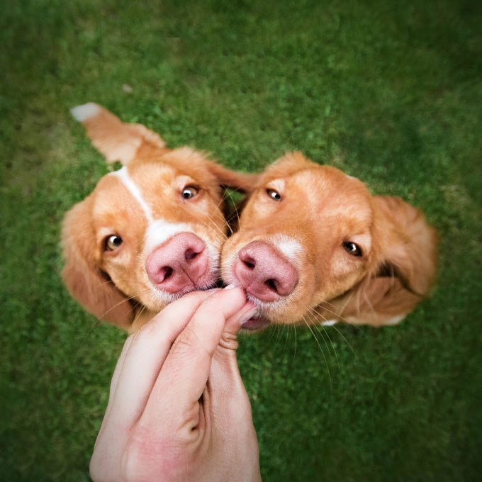 Superior Care Snack Grain Free Weight Control with Herring for Adult All Breed Dogs with Red Coat