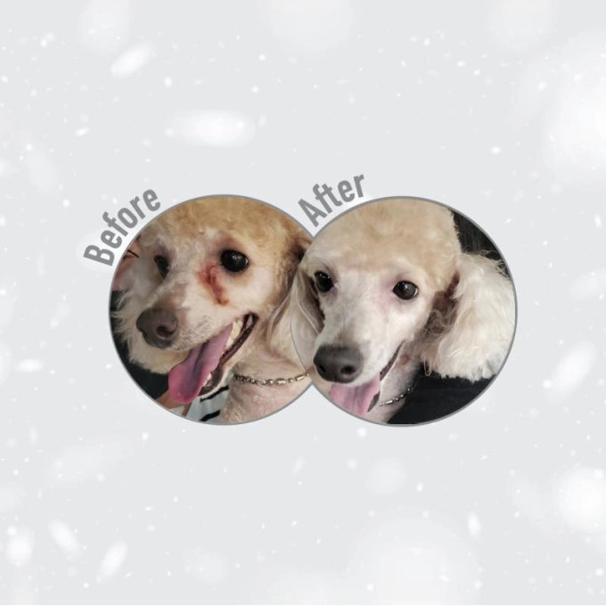 Superior Care Red Coat Grain Free Lamb Adult Smalll&Mini Breeds