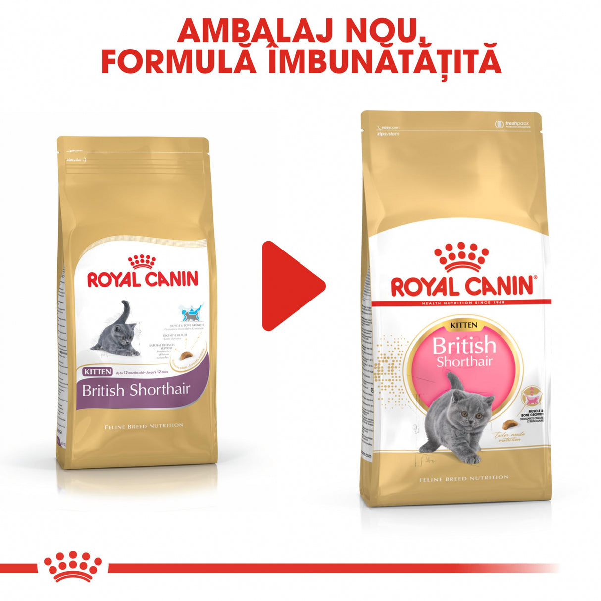 Royal Canin Royal Canin British Shorthair Kitten - imagine 3