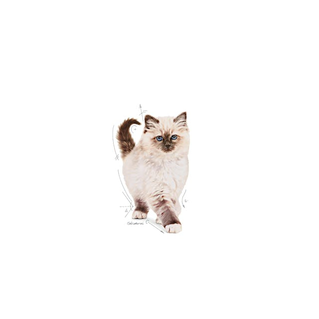 Royal Canin Royal Canin Kitten - imagine 3