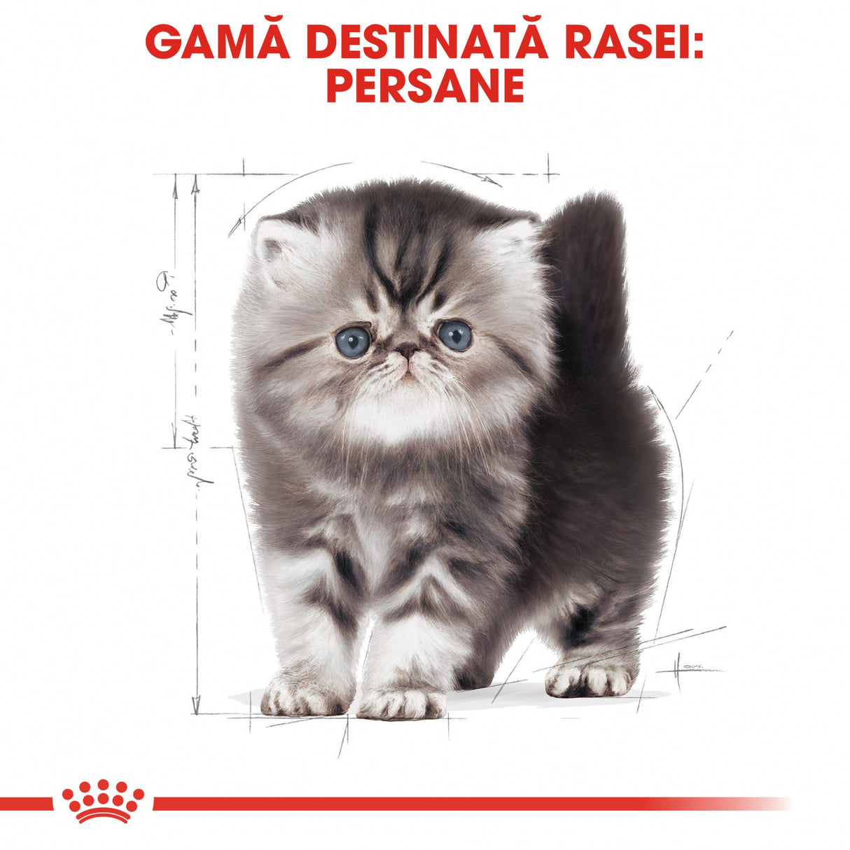 Royal Canin Royal Canin Persian Kitten - imagine 3