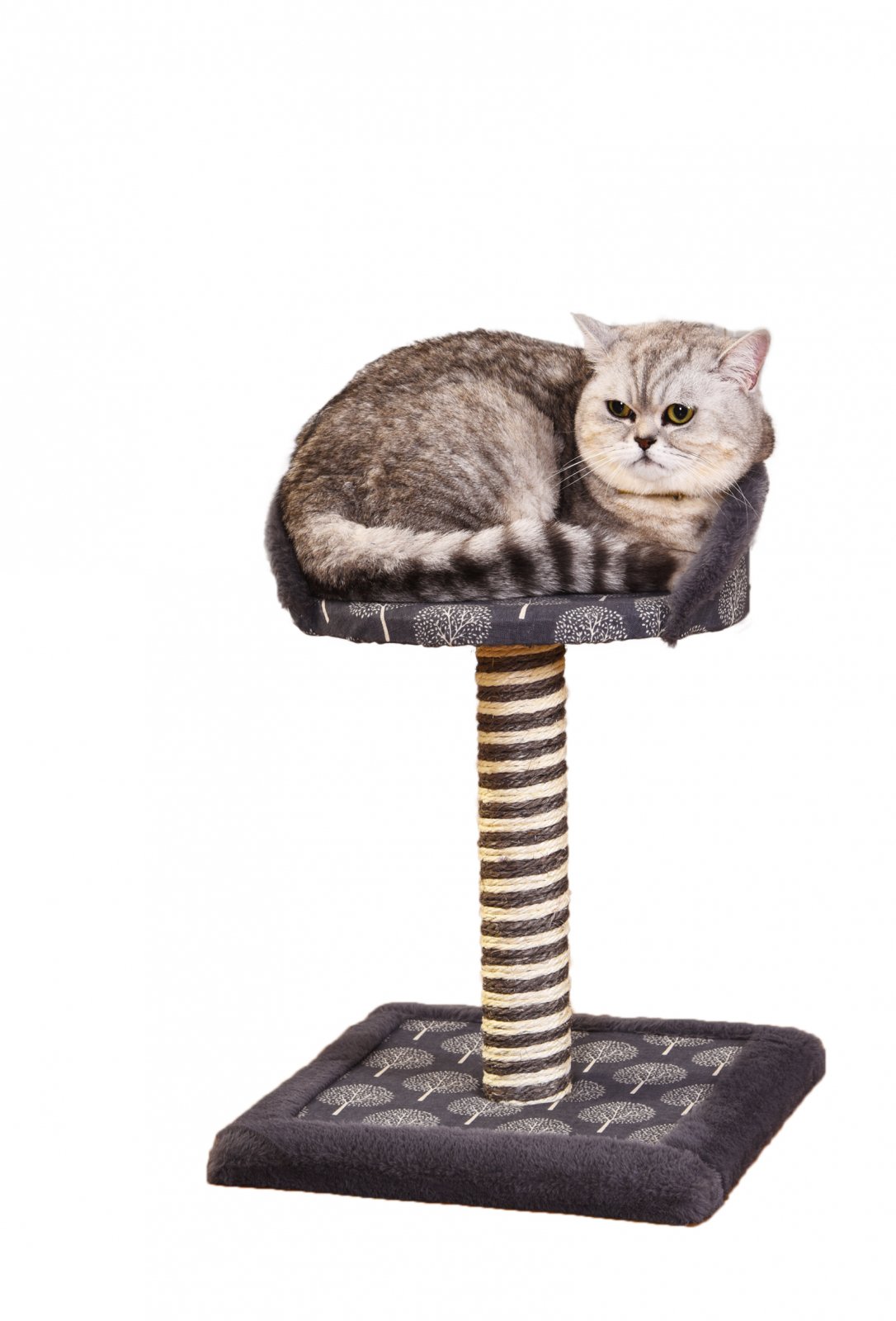 Sisal Thomas - CAT2361