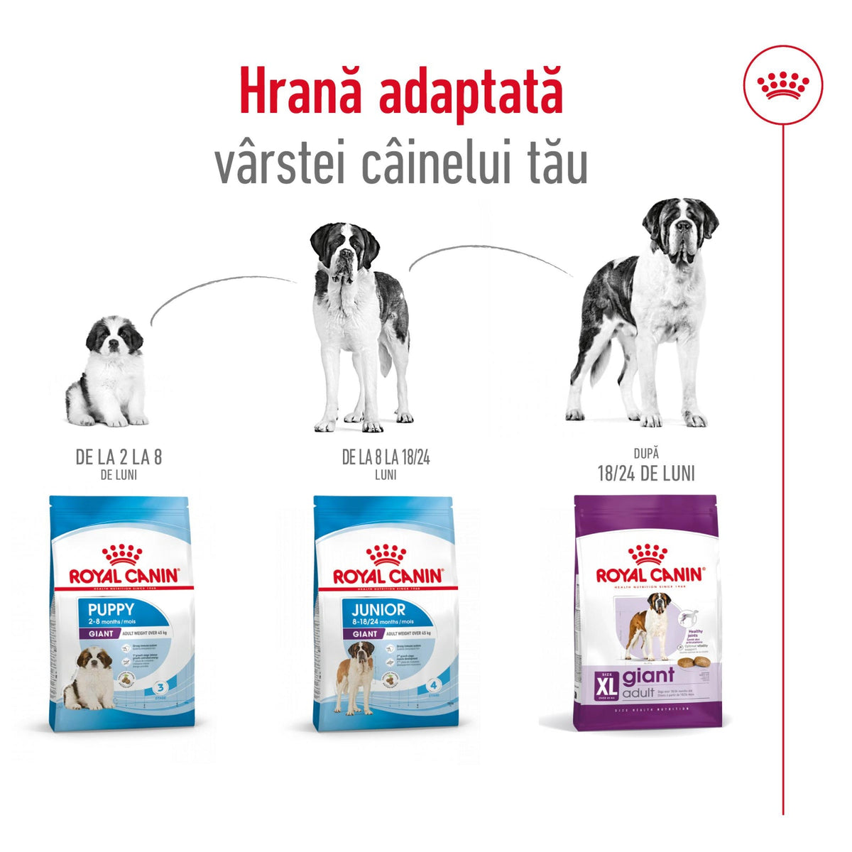 Royal Canin Giant Adult
