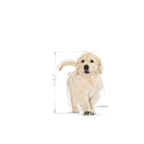 Royal Canin Golden Retriever Junior