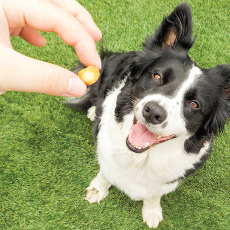Câine hrănit cu recompensă Inaba Churu Dog Fun Bites