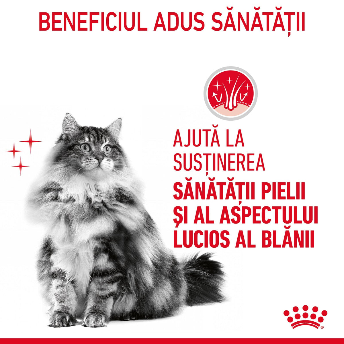 Royal Canin Hair&Skin Care in Jelly 85 G