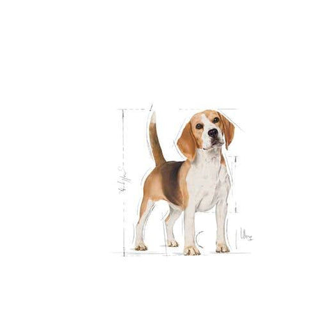 Royal Canin Beagle Adult