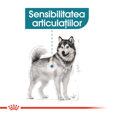 Royal Canin Maxi Joint Care