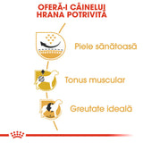 Royal Canin Pug Adult