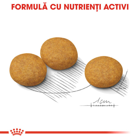 Royal Canin Medium Dermacomfort