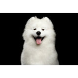 Superior Care White Dogs Snacks GF Crestere si Dezvoltare Sanatoasa pentru Juniori cu Insecte