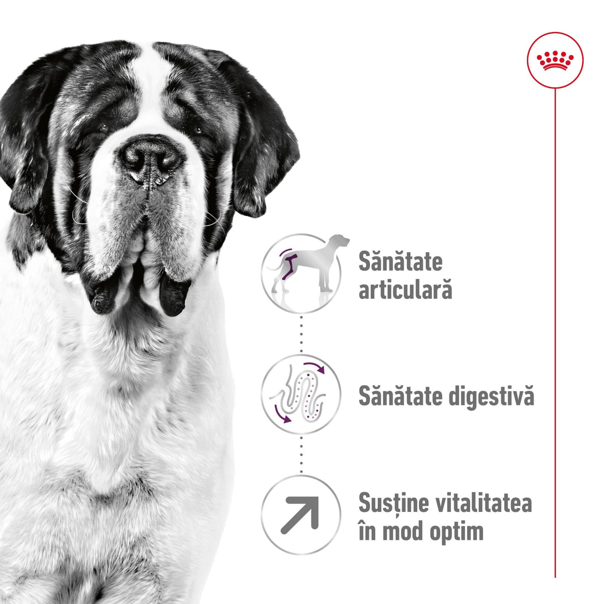 Royal Canin Giant Adult