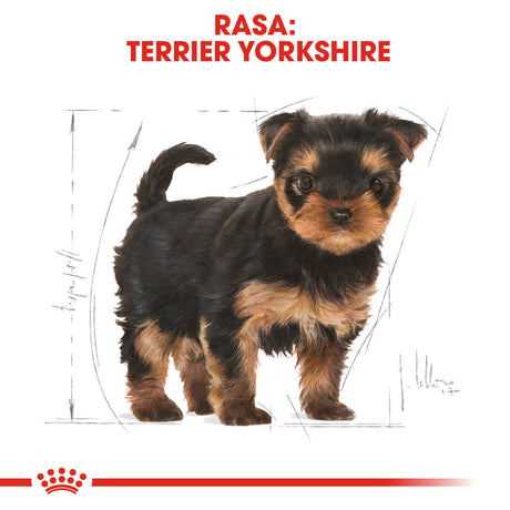 Royal Canin Yorkshire Terrier Junior