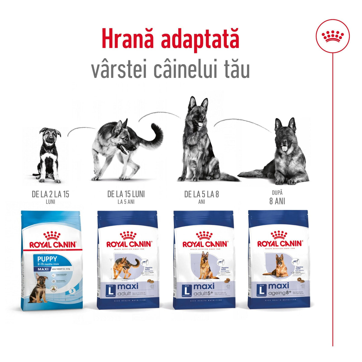 Royal Canin Maxi Adult
