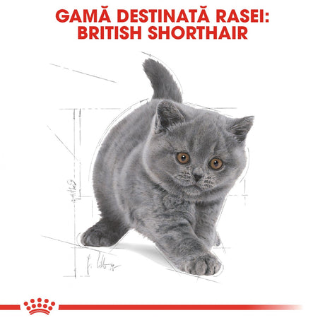 Royal Canin British Shorthair Kitten