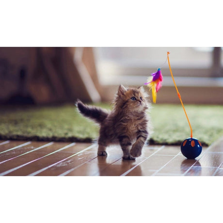 Nature's Protection Kitten