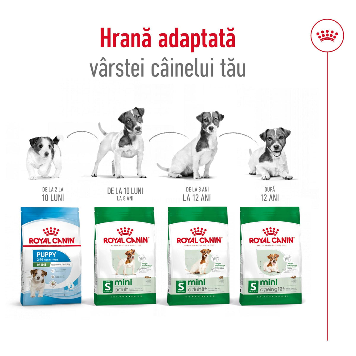 Royal Canin Mini Ageing 12+