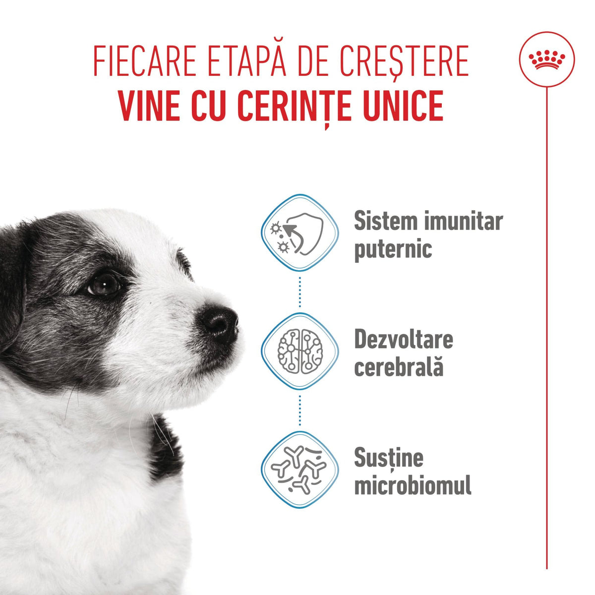 Royal Canin Mini Puppy