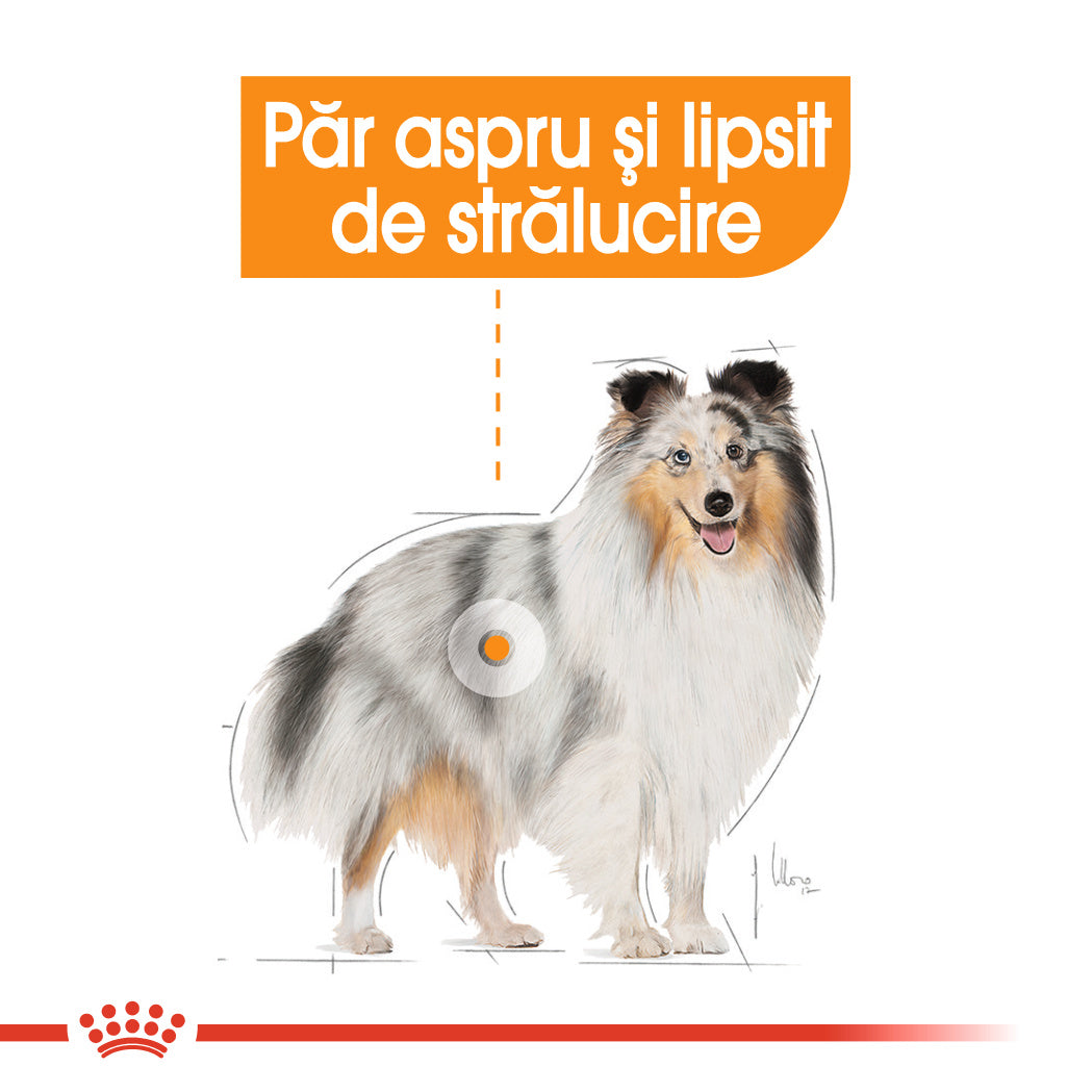 Royal Canin Mini Coat Care