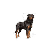 Royal Canin Rottweiler Adult