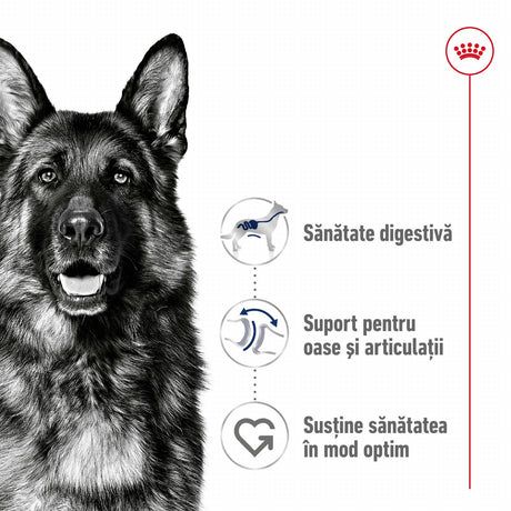 Royal Canin Maxi Adult
