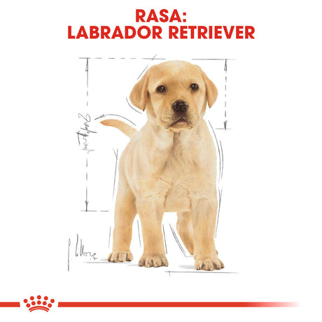 Royal Canin Labrador Retriever Junior