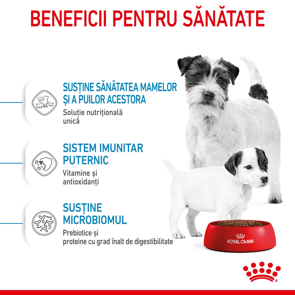 Royal Canin Mini Starter