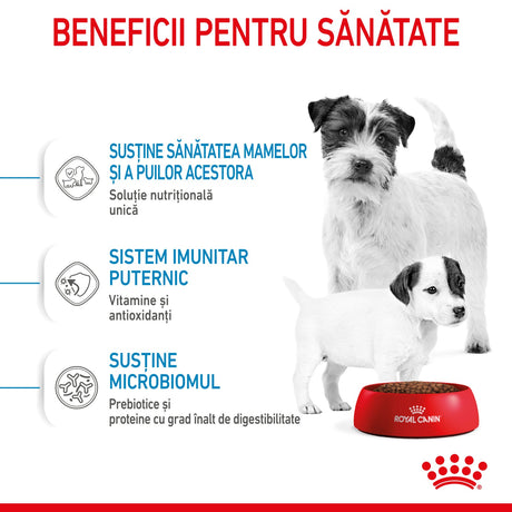 Royal Canin Mini Starter