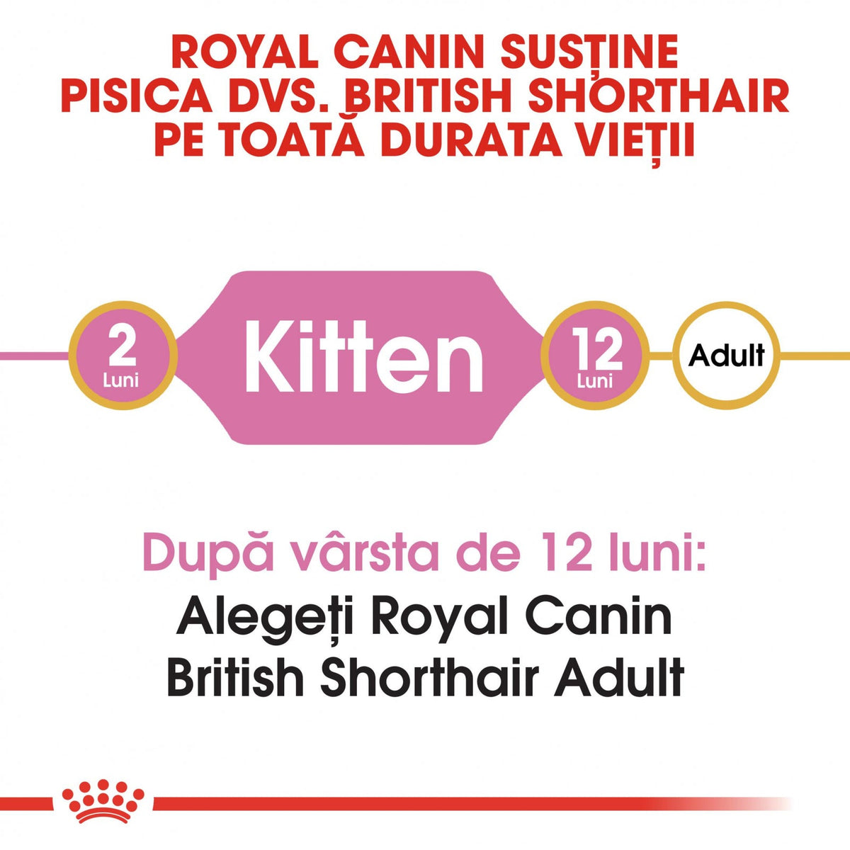Royal Canin British Shorthair Kitten