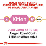 Royal Canin British Shorthair Kitten