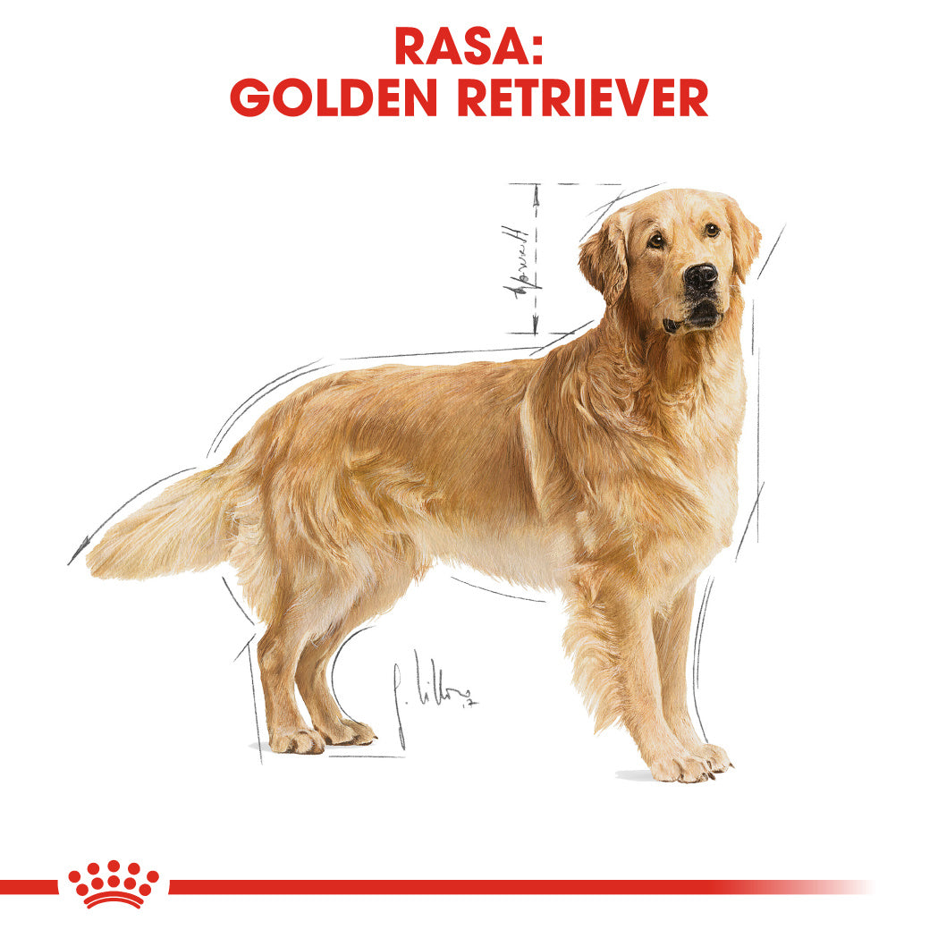 Royal Canin Golden Retriever Adult