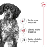 Royal Canin Medium Adult 7+