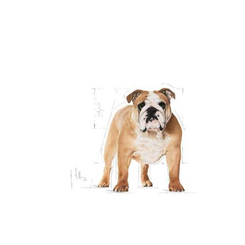 Royal Canin Bulldog Adult
