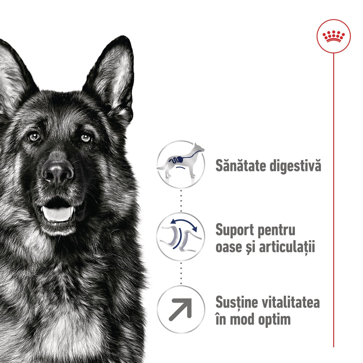 Royal Canin Maxi Adult 5+