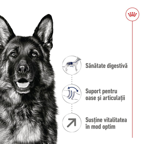 Royal Canin Maxi Adult 5+