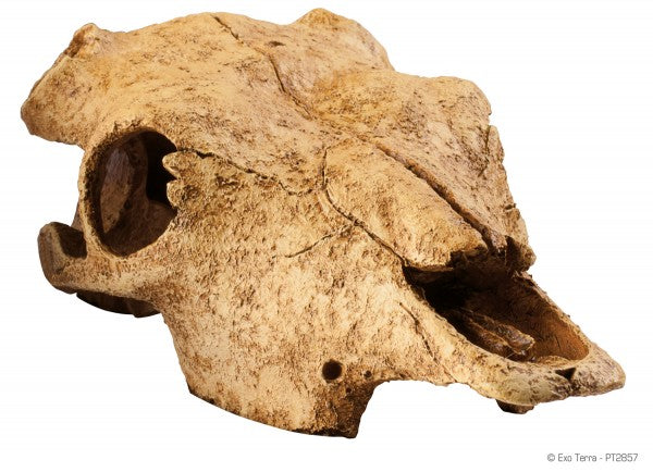 Exo Terra Decor Buffalo Skull