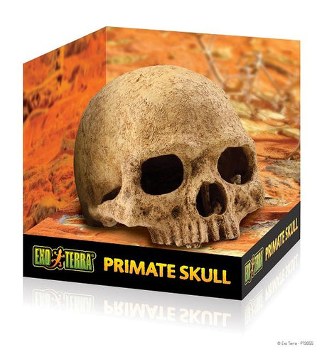 Exo Terra Decor Primate Skull