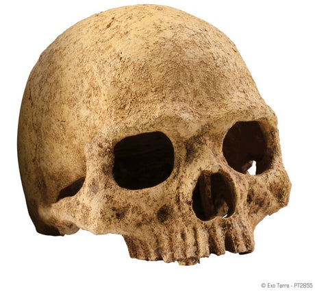 Exo Terra Decor Primate Skull