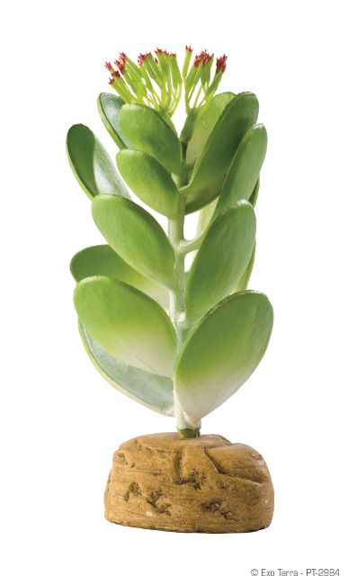 Exo Terra Planta Jade Cactus