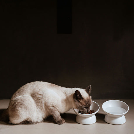 Hunter Bol Langa din Ceramica pentru Pisici 14 Cm
